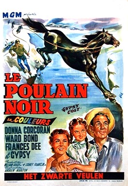 Affiche du film Le Poulain Noir