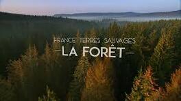Affiche du film France Terres Sauvages : la fôret