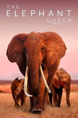 Affiche du film The Elephant Queen