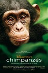 couverture chimpanzés